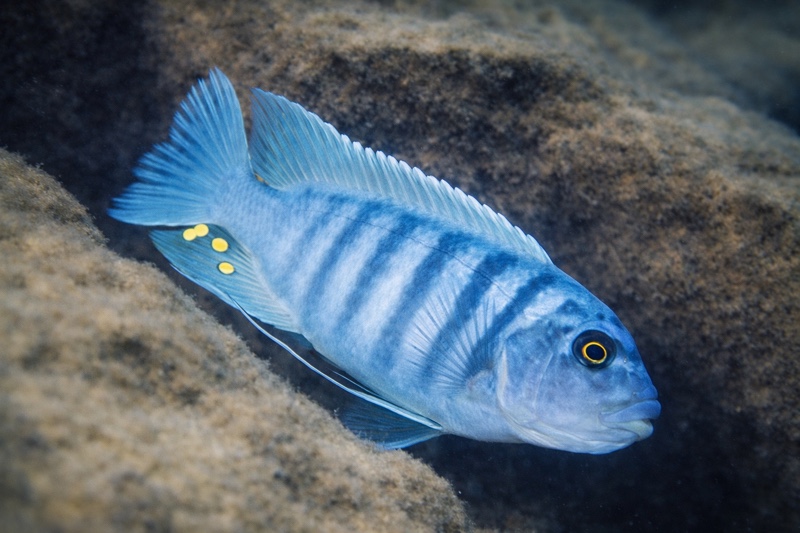 Maylandia zebra 'Mala Point'